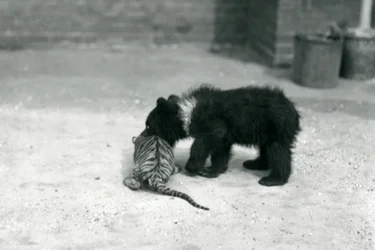 A Brown Bear cub plays with a Tiger cub at London Zoo